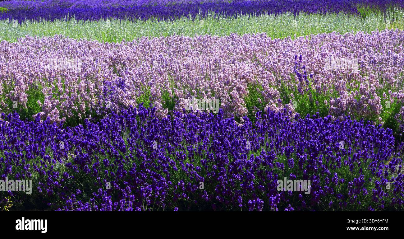 Les champs de lavande fleurissent à Norfolk Lavender à Hunstanton pendant l'été en Angleterre pour que les visiteurs puissent profiter des expositions colorées Banque D'Images