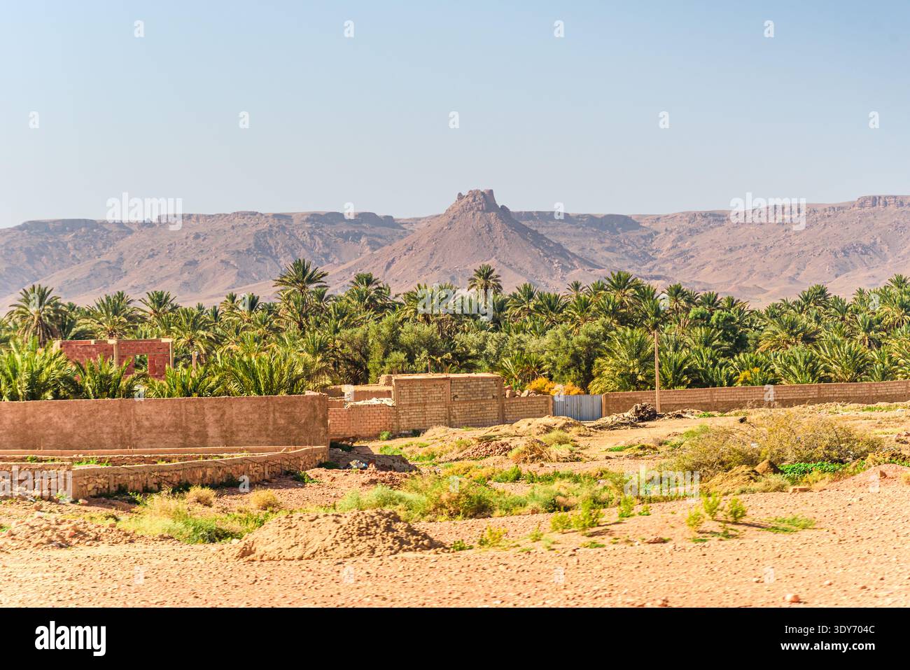 Oasis luxuriante de palmiers dattiers dans un paysage désertique près d'Erfoud avec montagne conique en arrière-plan Banque D'Images
