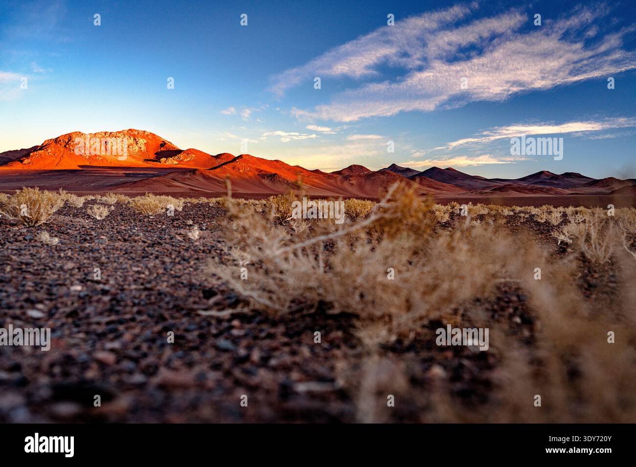 Paysage désertique élevé présentant des formations rocheuses naturelles et des plantes dans la région de Puna en Argentine pendant le coucher du soleil Banque D'Images