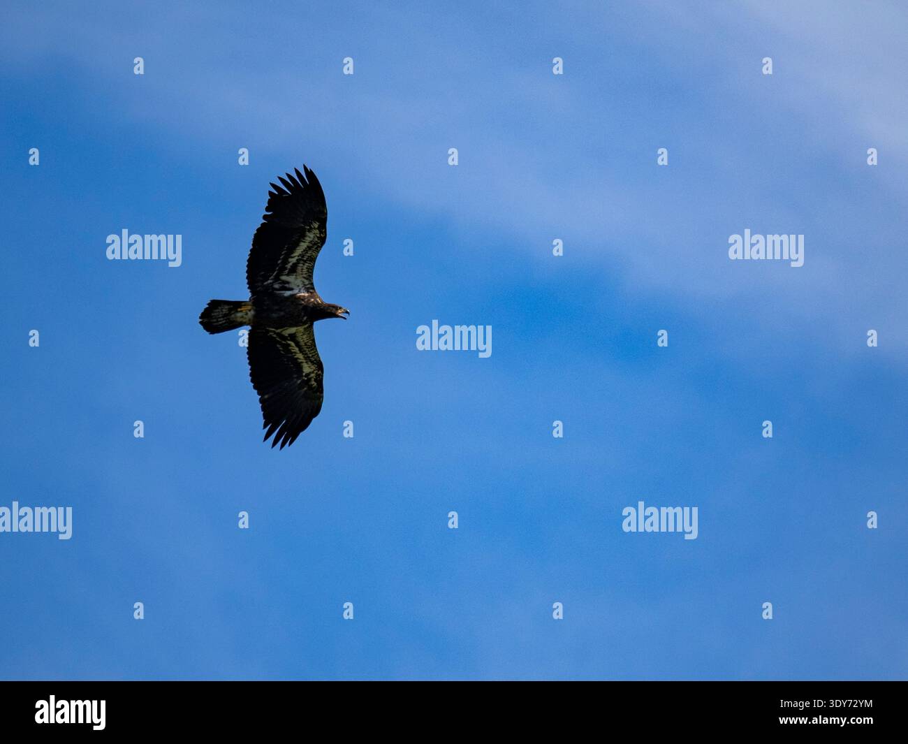 L'aigle à tête blanche juvénile survole la baie Hall dans l'île Atka, en Alaska, pendant la journée Banque D'Images