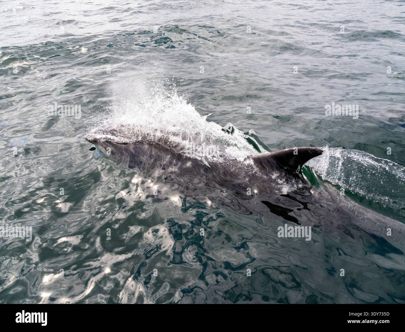 Les grands dauphins font surface près de skiff pendant une journée ensoleillée au large des côtes de Californie Banque D'Images