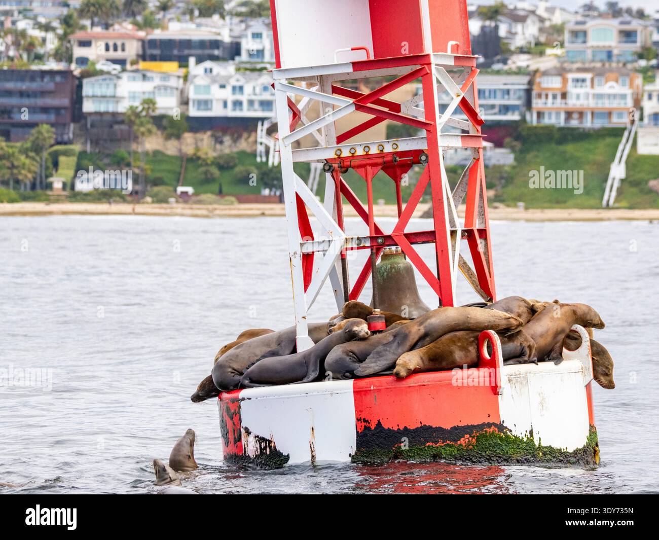Les otaries de Californie reposent sur une bouée dans l'eau près des maisons et de l'herbe à Newport Beach, en Californie, pendant une journée ensoleillée Banque D'Images