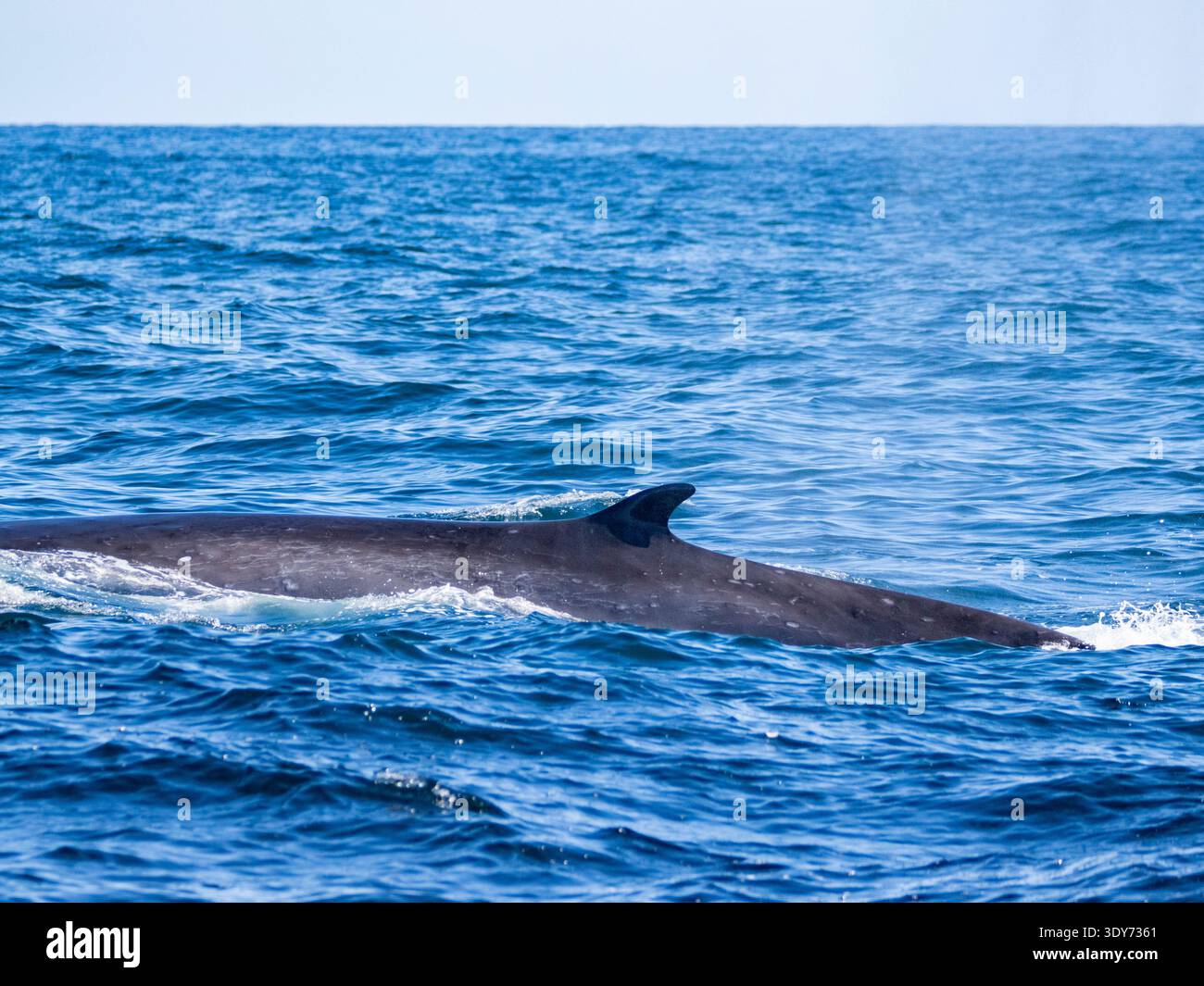 Le rorqual commun fait surface dans les eaux bleues claires au large de Newport Beach en Californie capturant l'activité de la faune marine dans l'océan Pacifique Banque D'Images