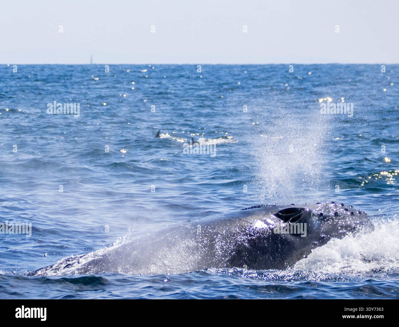 La baleine à bosse fait surface et expire dans l'océan près de Newport Beach en Californie pendant une journée lumineuse Banque D'Images