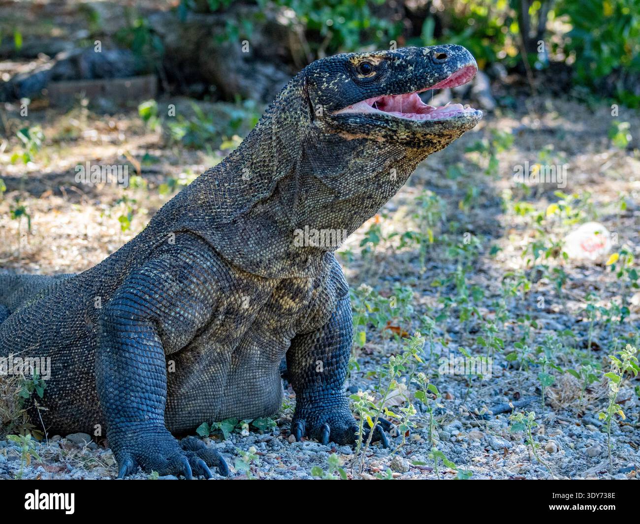 Le dragon de Komodo bâille sur l'île de Komodo en Indonésie, mettant en valeur sa taille et son comportement lors d'une journée ensoleillée Banque D'Images