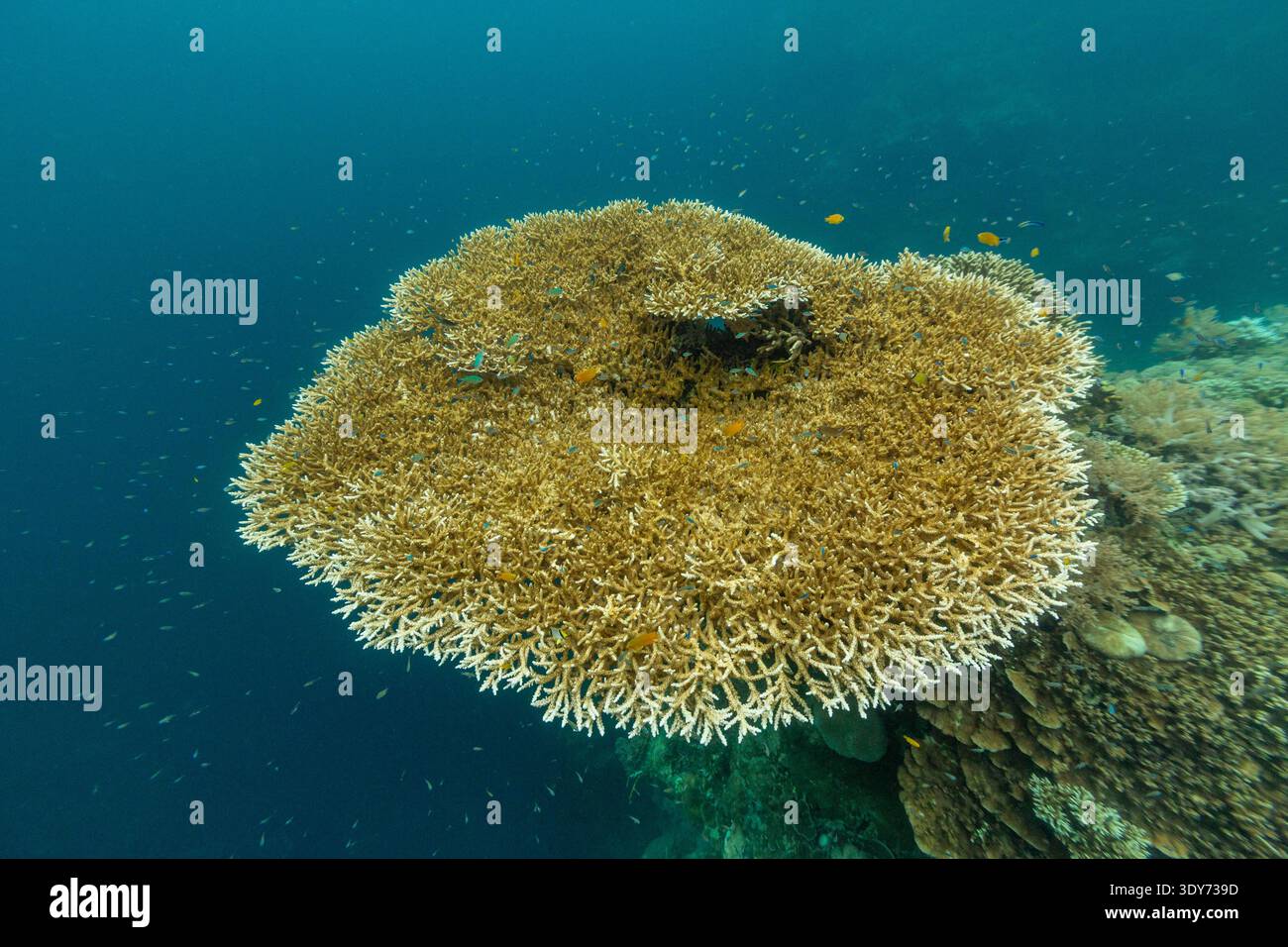 Exploration des coraux mous et durs avec des poissons tropicaux dans les eaux tropicales autour de Misool à Raja Ampat Papouasie Indonésie Banque D'Images