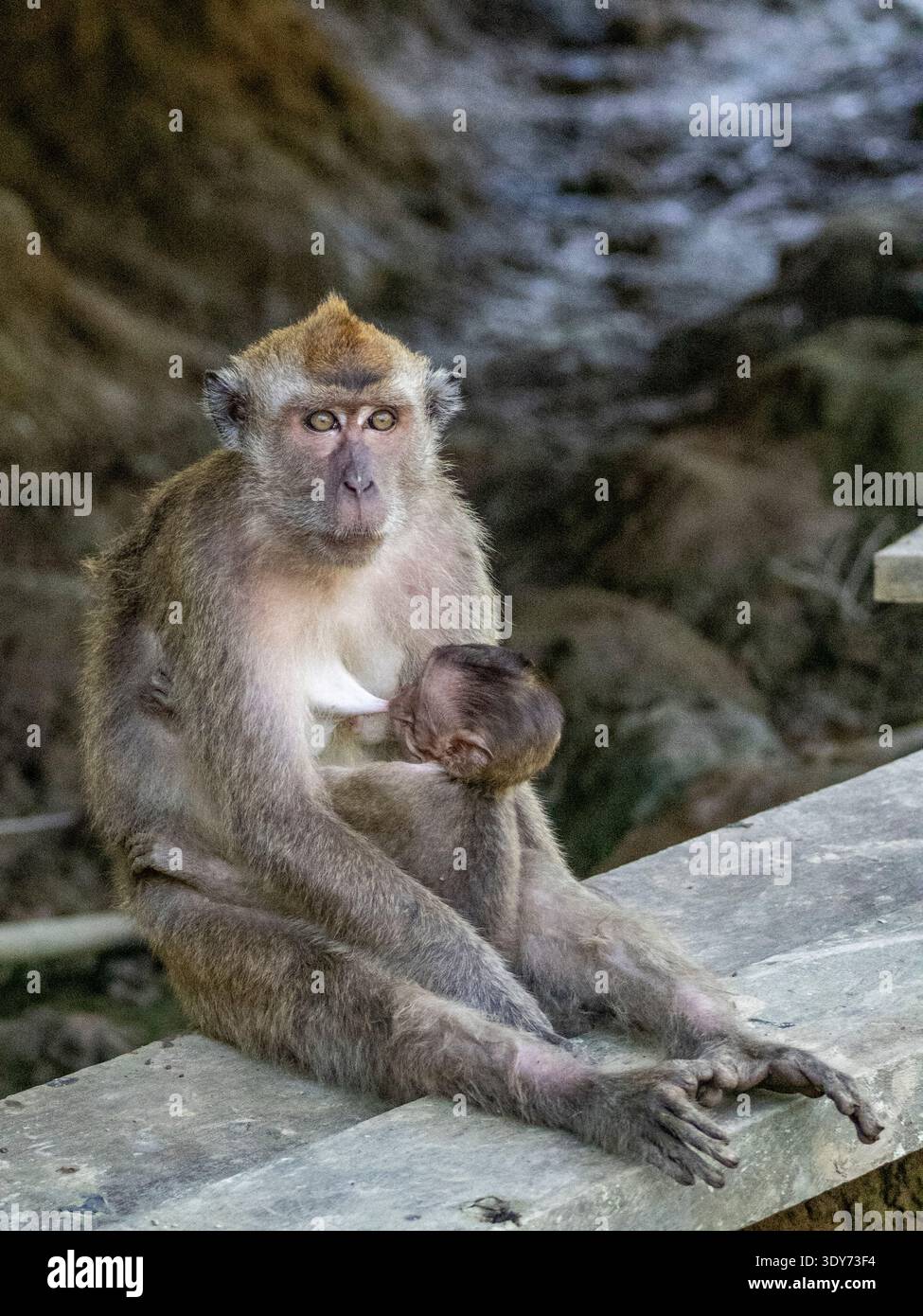 Une mère macaque à longue queue nourrit son bébé sur une plate-forme en bois à Sabah en Malaisie pendant un après-midi chaud Banque D'Images