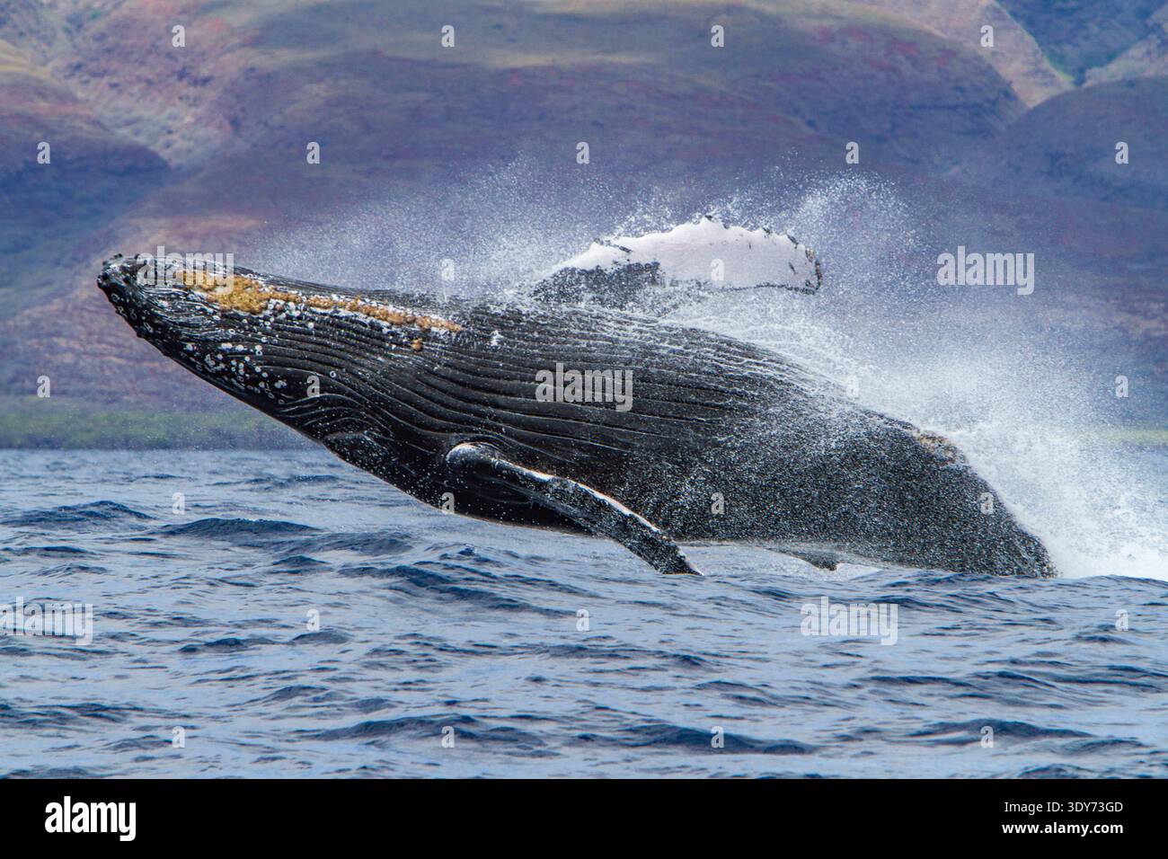 Des brèches de baleines à bosse dans le canal AuAu par une journée ensoleillée à Hawaï Banque D'Images