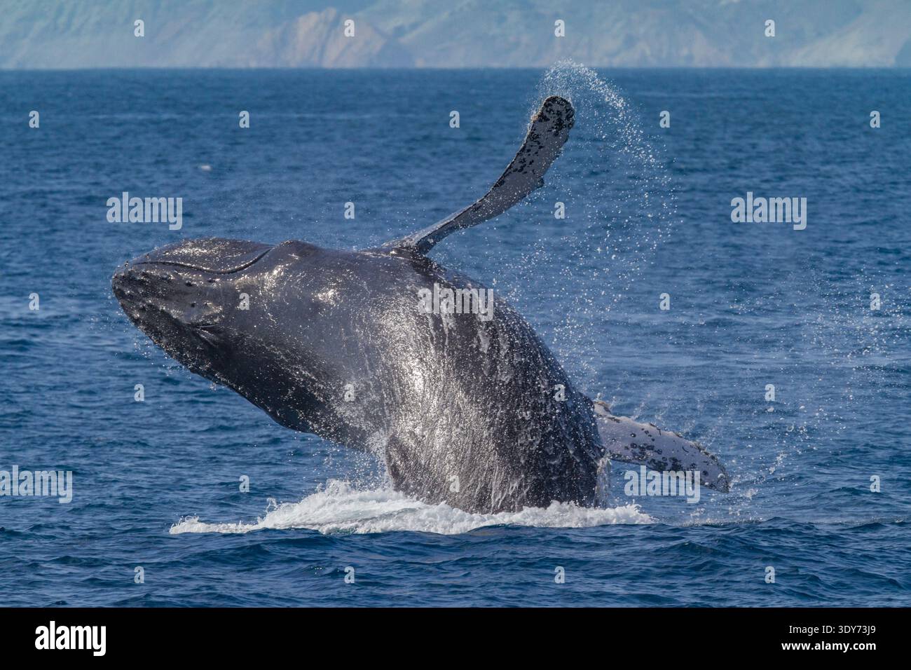 La baleine à bosse s'infiltre et crée des éclaboussures dans les eaux de Baja California sur, au Mexique Banque D'Images