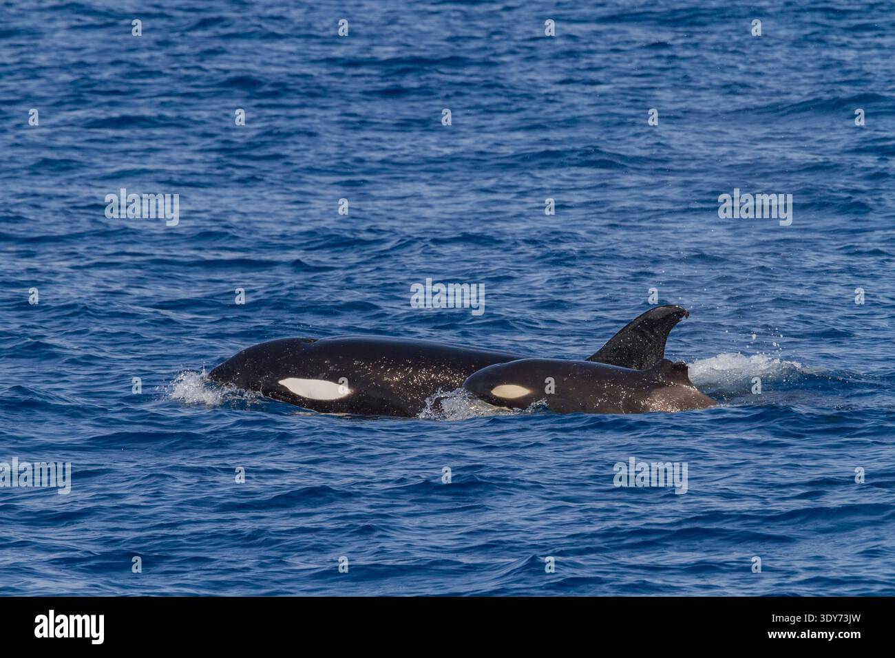 Des épaulards juvéniles font surface dans l'eau avec une partie manquante de sa nageoire dorsale au large de Baja California sur au Mexique Banque D'Images