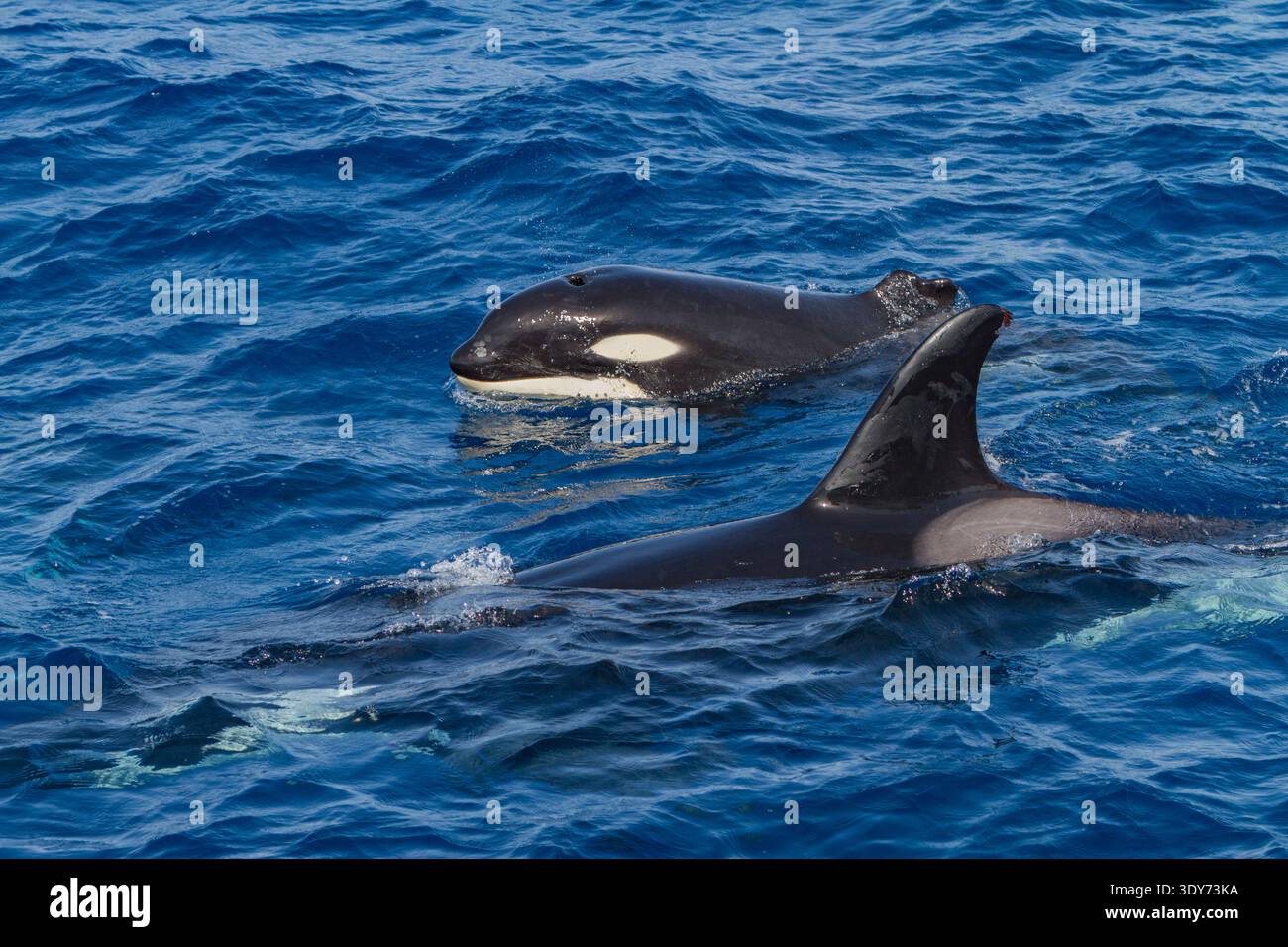 Surfaces d'épaulards juvéniles avec nageoire dorsale manquante dans les eaux océaniques près de Cabo Corso en basse-Californie du Sud, Mexique Banque D'Images