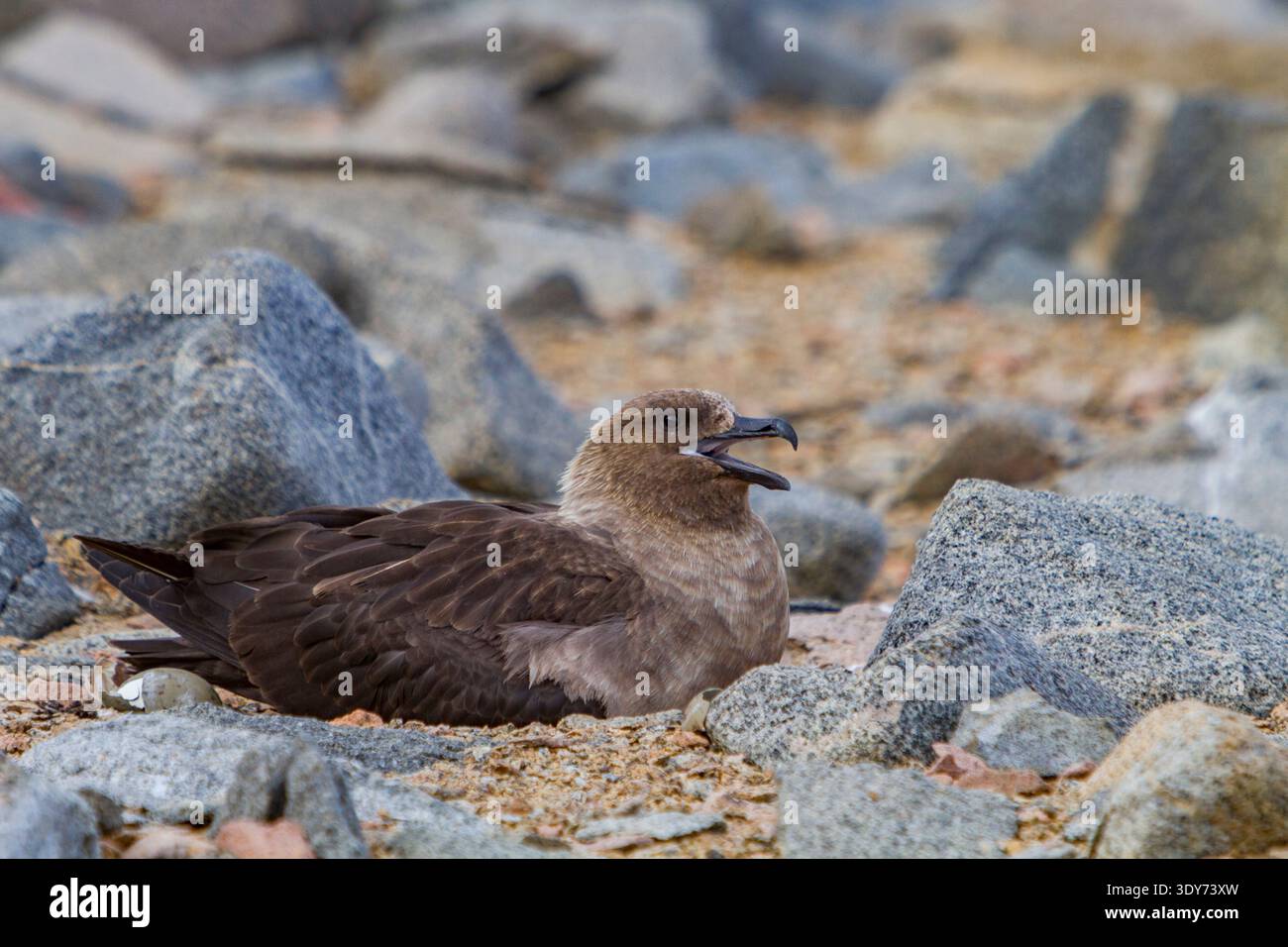 Skua brun soignant pour les poussins nouvellement éclos sur un sol rocheux en Antarctique pendant la saison du printemps Banque D'Images