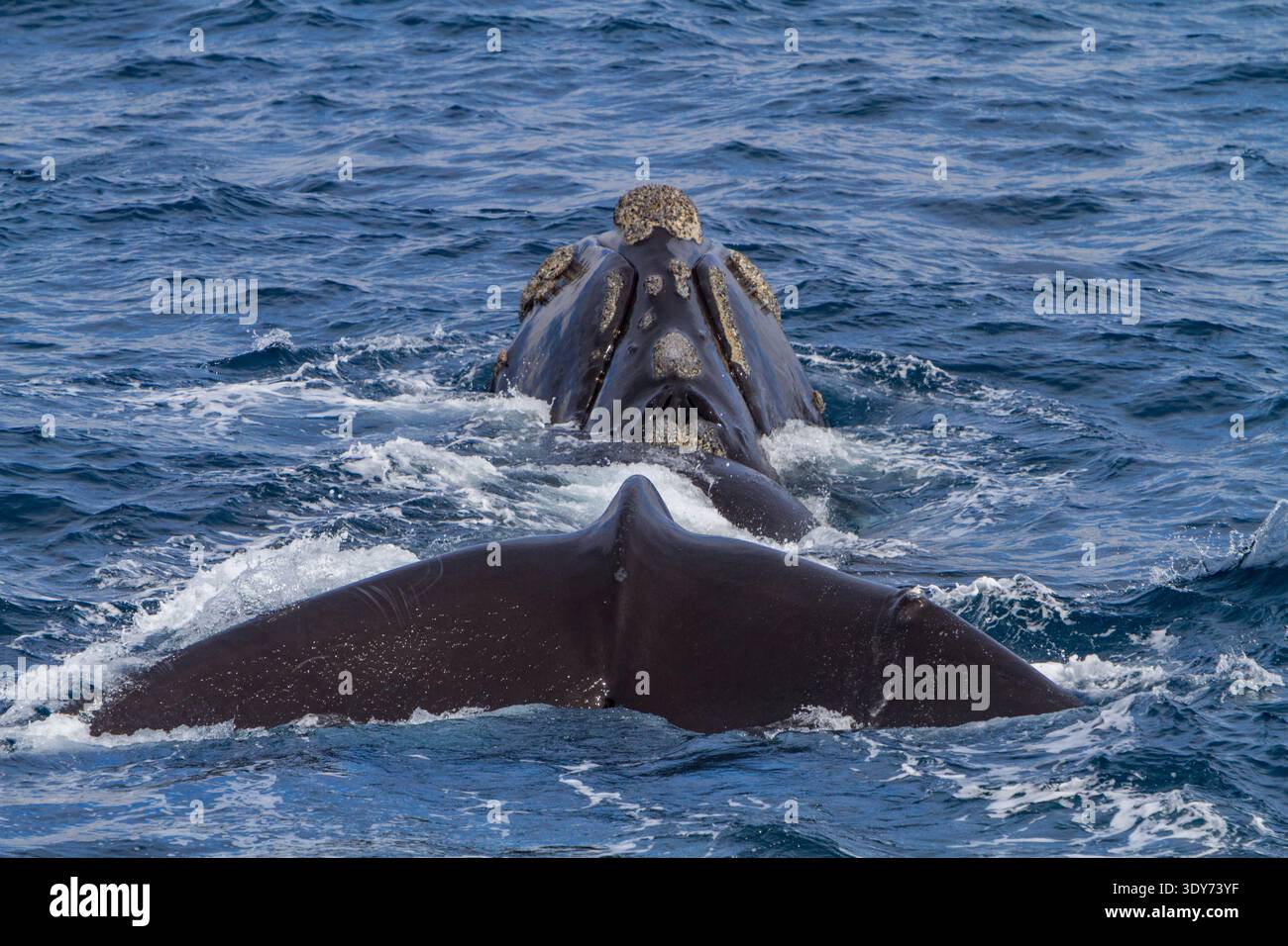 La baleine noire australe fait surface près de Elephant Island dans les eaux antarctiques, mettant en valeur sa nageoire dorsale et ses douves Banque D'Images