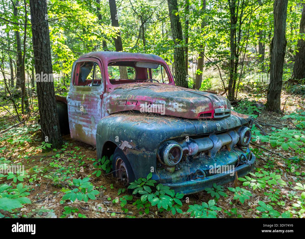 Restes d'une camionnette Ford F des années 1940 dans les bois sur une île de la baie Georgienne, Ontario, Canada Banque D'Images
