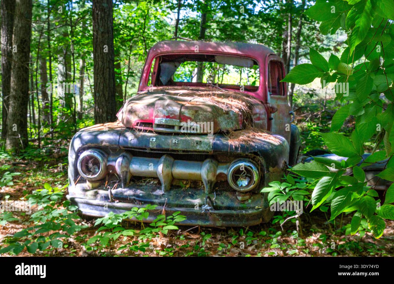 Restes d'une camionnette Ford série F des années 1940 dans la forêt sur Francis Island en Ontario Canada Banque D'Images