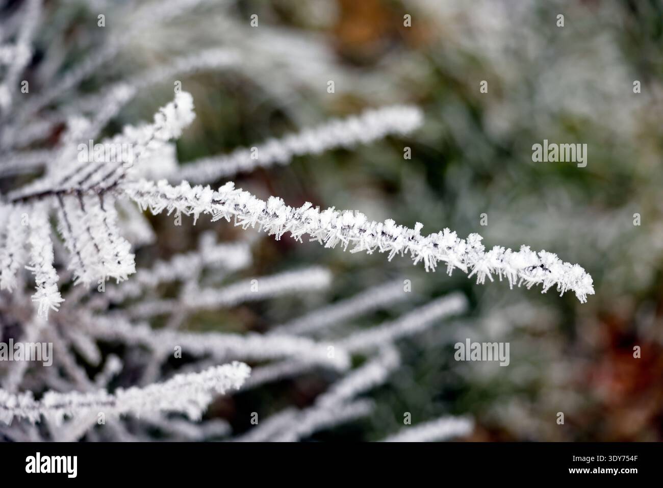 Le gel couvre les feuilles en hiver dans une ville de France pendant une journée froide Banque D'Images
