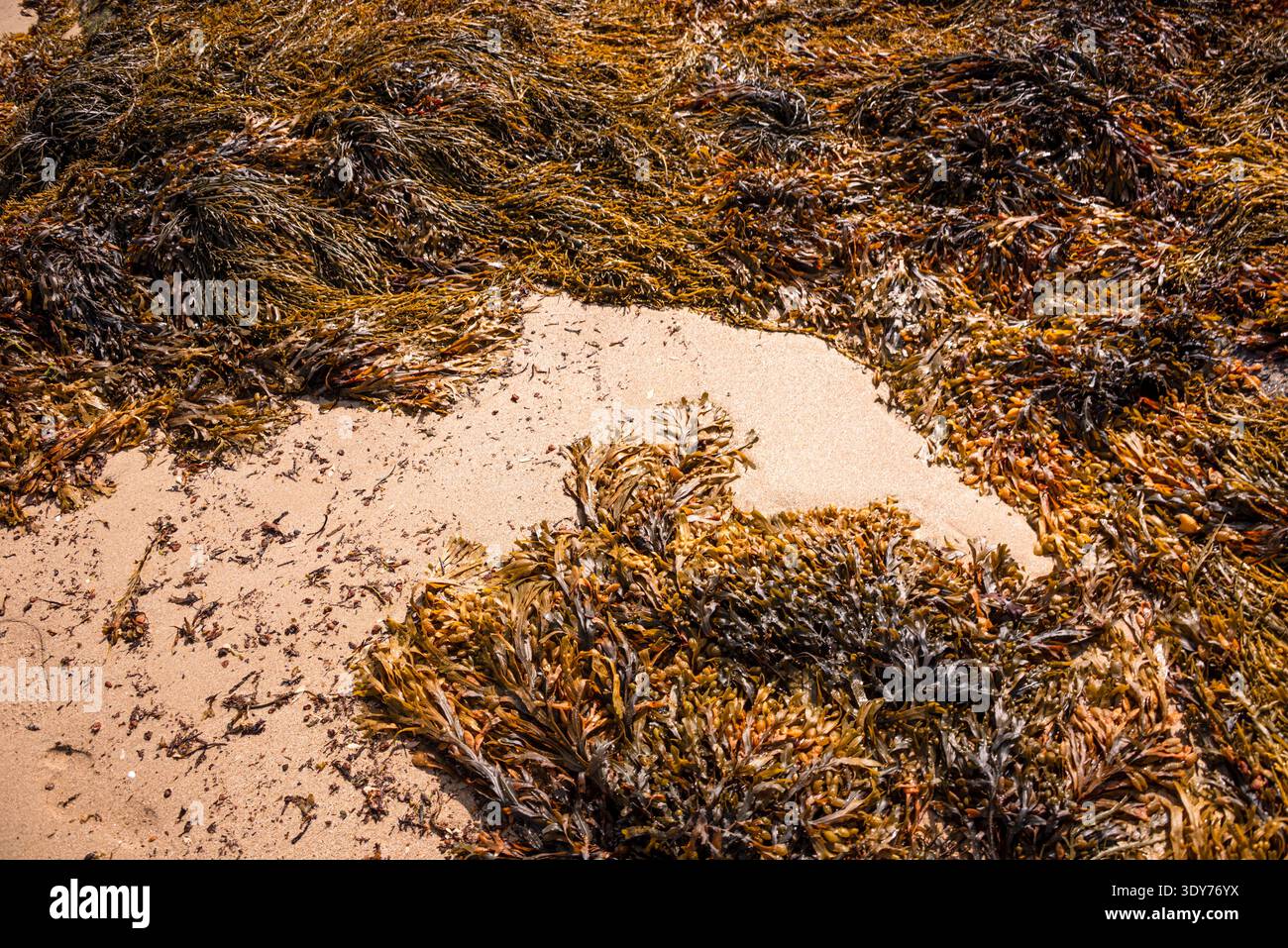 Gros plan des motifs d'algues et de sable à la plage du mole en Bretagne montre les textures et les formations naturelles trouvées sur les côtes françaises Banque D'Images