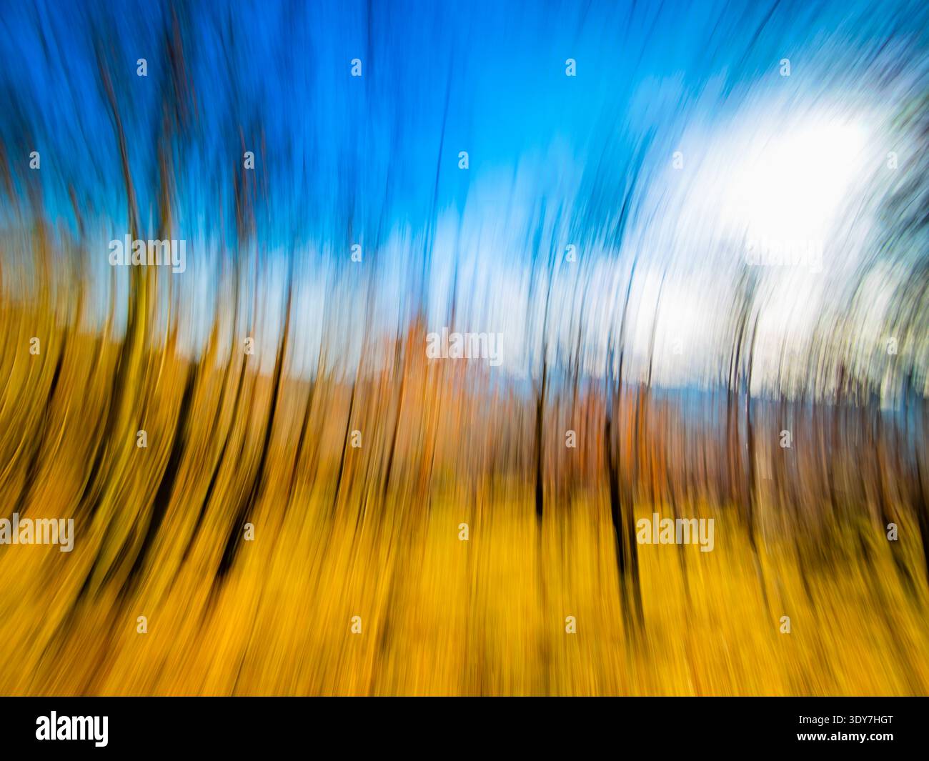 Nature tremblante Banque D'Images