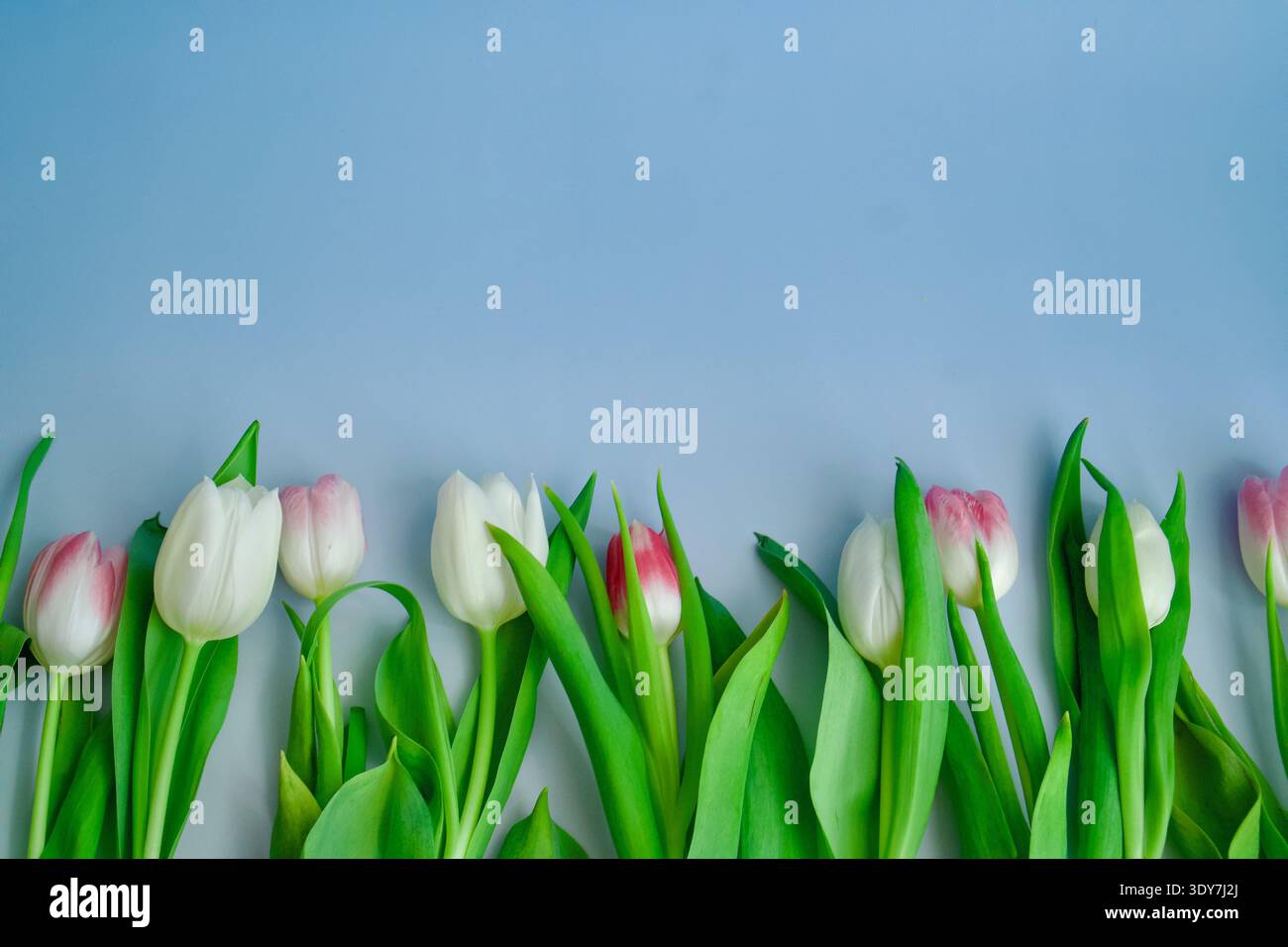 Rangée de tulipes roses et blanches sur fond bleu, Banque D'Images