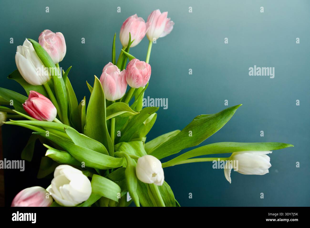Beau bouquet de tulipes roses et blanches sur un fond sombre Banque D'Images