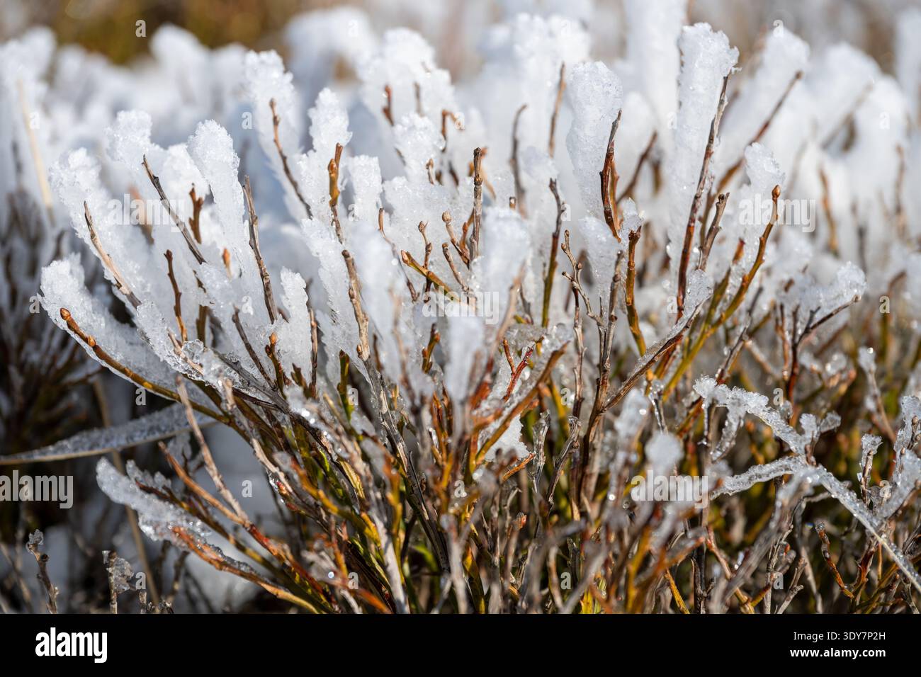Le gel couvre les buissons dans une scène hivernale. Le froid a formé des cristaux de glace sur les branches. Cela montre l'impact des températures de gel sur la vie des plantes. Banque D'Images