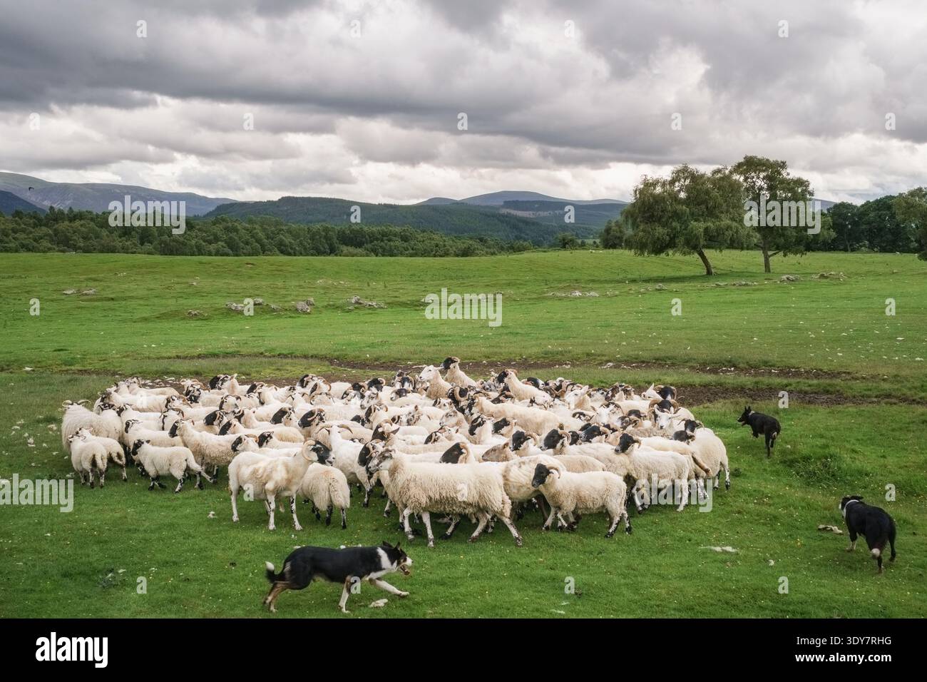 Collies frontaliers élevant un grand troupeau de moutons Blackface à travers un champ vert dans les Highlands écossais Banque D'Images