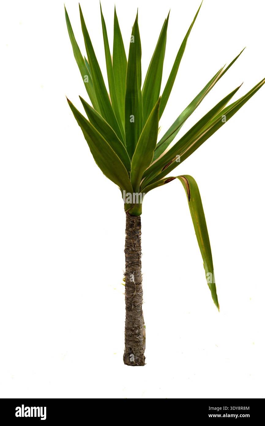 Yucca gloriosa est une espèce d'arbuste appartenant à la famille des Agavaceae, populairement connue sous le nom de poignard espagnol. Isolé sur fond blanc Banque D'Images