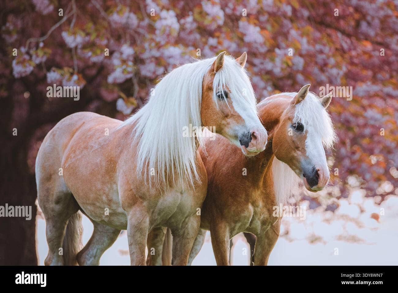 Une paire de chevaux magnifiques aux longues canes pose librement dans un jardin de cerisiers roses en fleurs pendant les heures dorées Banque D'Images