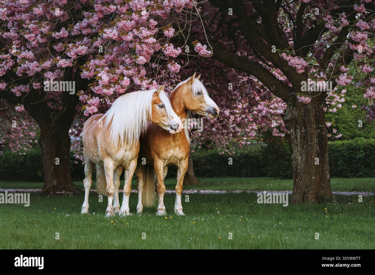 Une paire de chevaux magnifiques en pleine croissance avec de longues manes pose librement dans un jardin de cerisiers roses en fleurs Banque D'Images