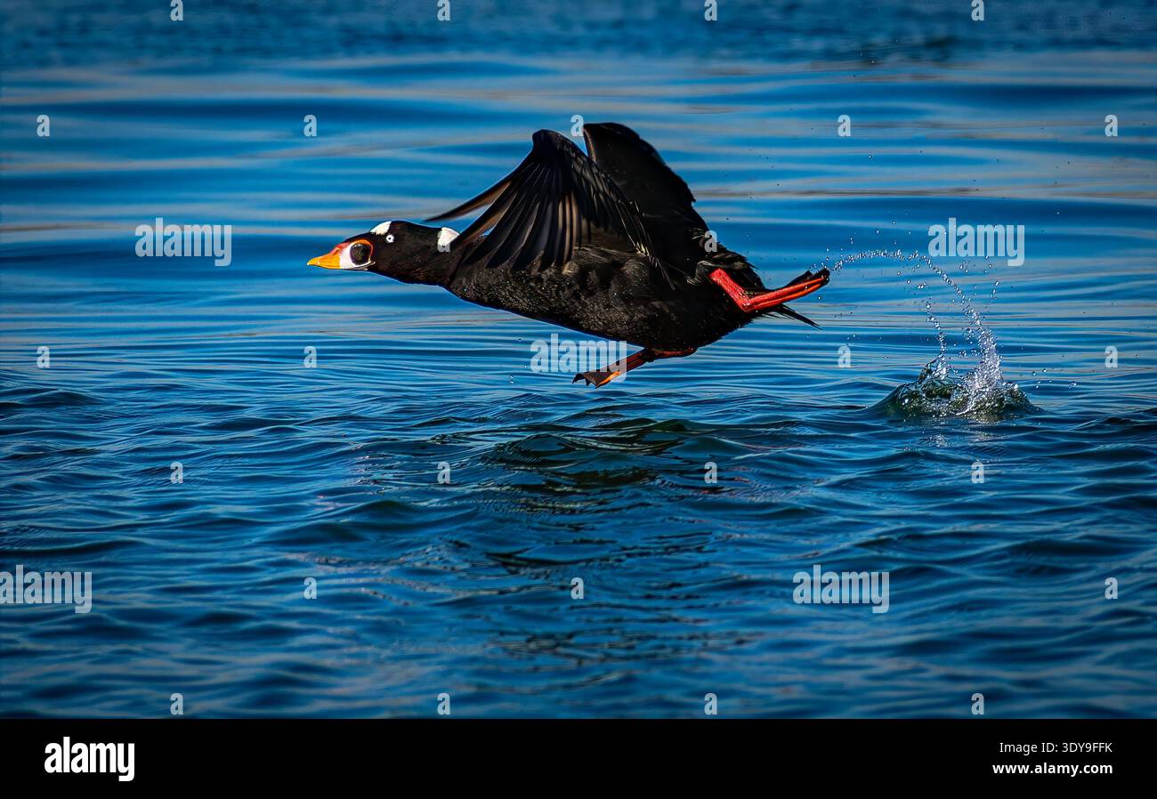Un mec de surf mâle décolle au-dessus de l'eau bleue de l'océan, les ailes levées et les pieds éclaboussent pendant le vol à basse altitude le long de la côte. Banque D'Images
