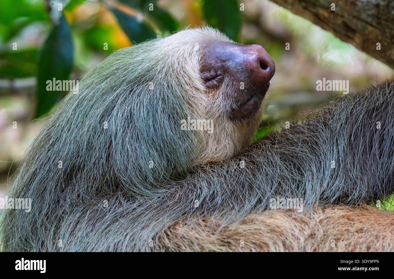 Paresseux à deux doigts reposant dans l'arbre de la forêt tropicale au Costa Rica, portrait rapproché montrant une fourrure déchiquetée et un comportement arboricole détendu. Banque D'Images