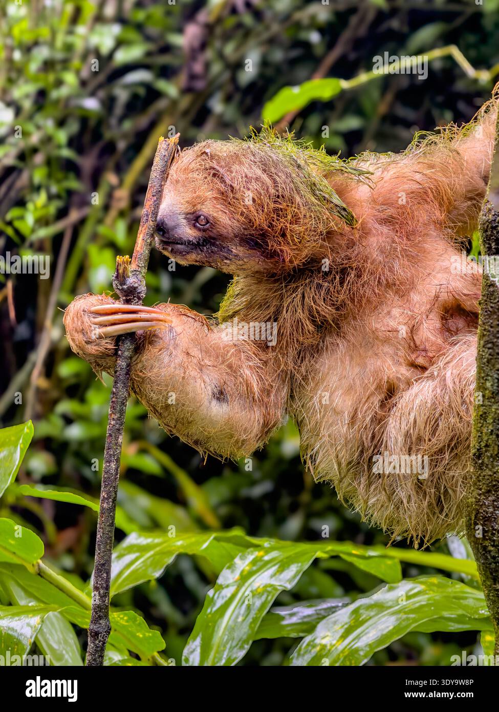 Paresseux à deux doigts (Choloepus hoffmanni) grimpant une branche dans la végétation tropicale de la forêt tropicale humide dans le nord du Costa Rica. Banque D'Images
