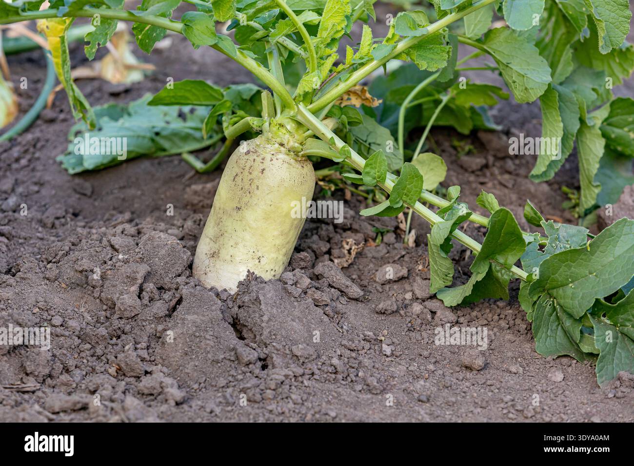 Plante de radis blanc longue poussant dans le jardin. Jardinage, légumes biologiques et concept d'agriculture. Banque D'Images