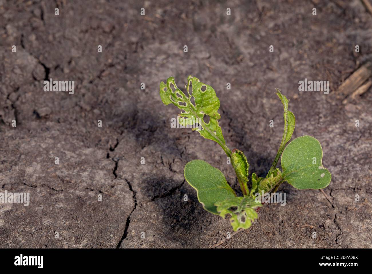 Trous dans la feuille de radis causés par les insectes. Ravageurs du jardin, lutte contre les ravageurs du jardinage et concept de culture végétale biologique. Banque D'Images