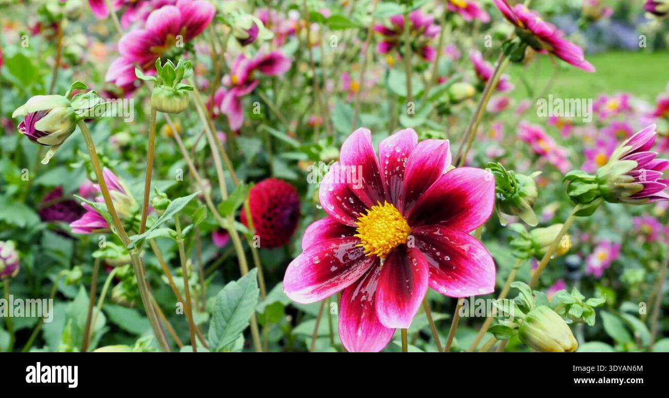 Des fleurs rose vif et violet fleurissent dans un jardin pendant une journée ensoleillée au printemps, attirant abeilles et papillons Banque D'Images