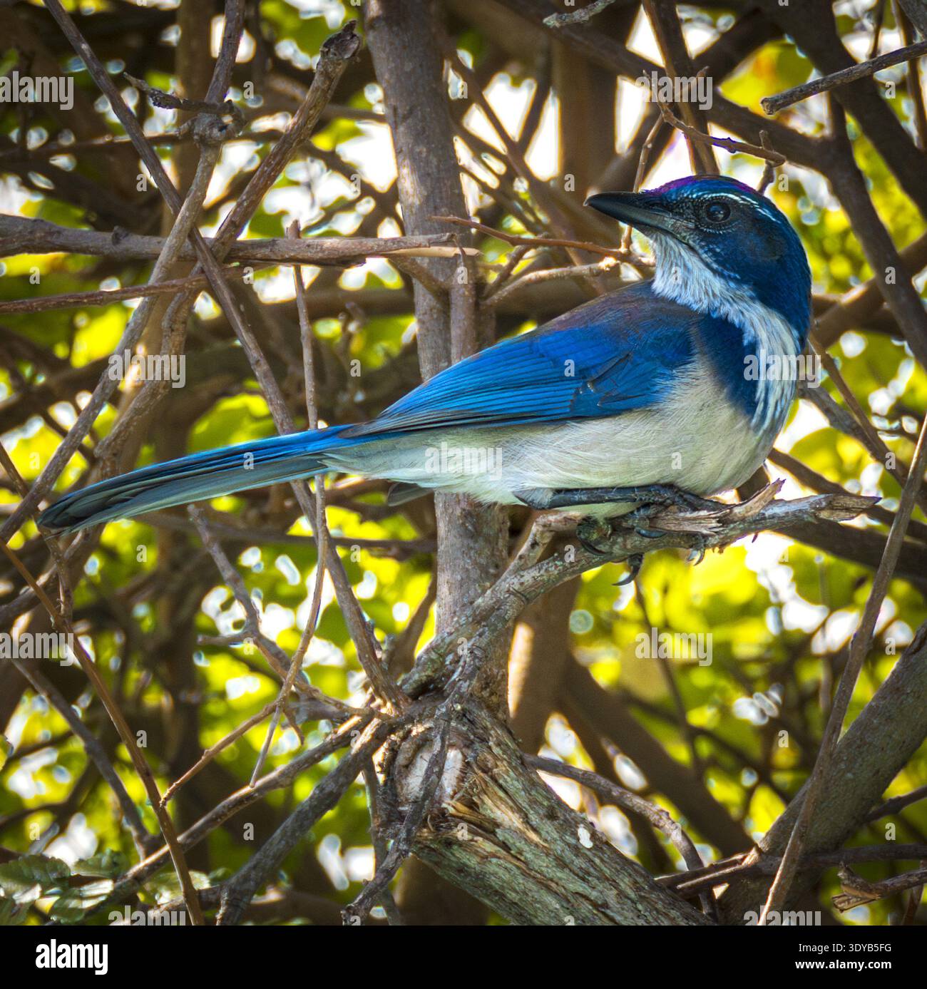 jay de broussailles de Californie (Aphelocoma californica) perché sur une branche d'arbre dans un habitat boisé. Banque D'Images