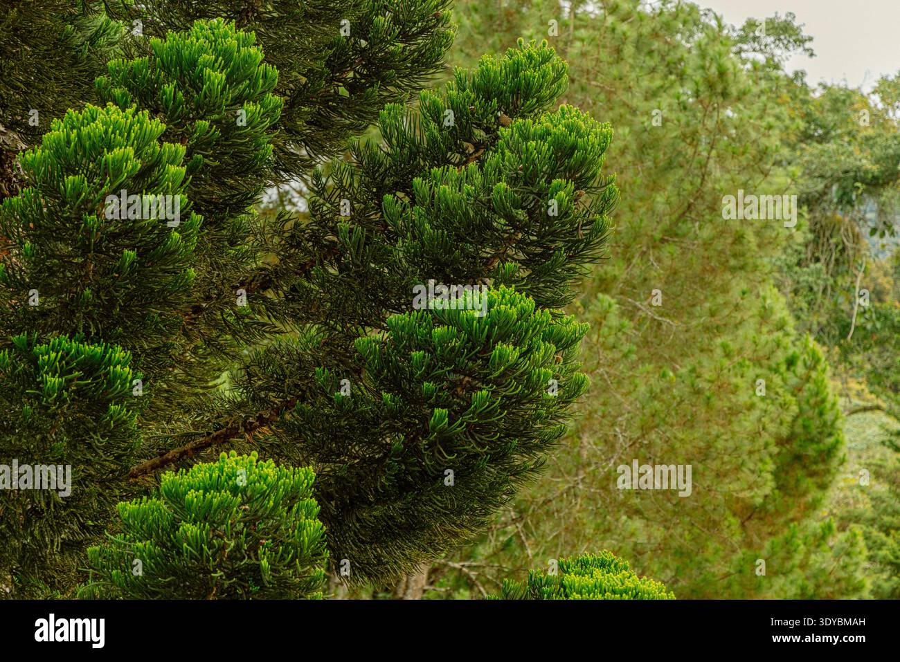 Vue rapprochée des branches d'Araucaria heterophylla avec des aiguilles vertes vibrantes dans un environnement boisé dense. Banque D'Images