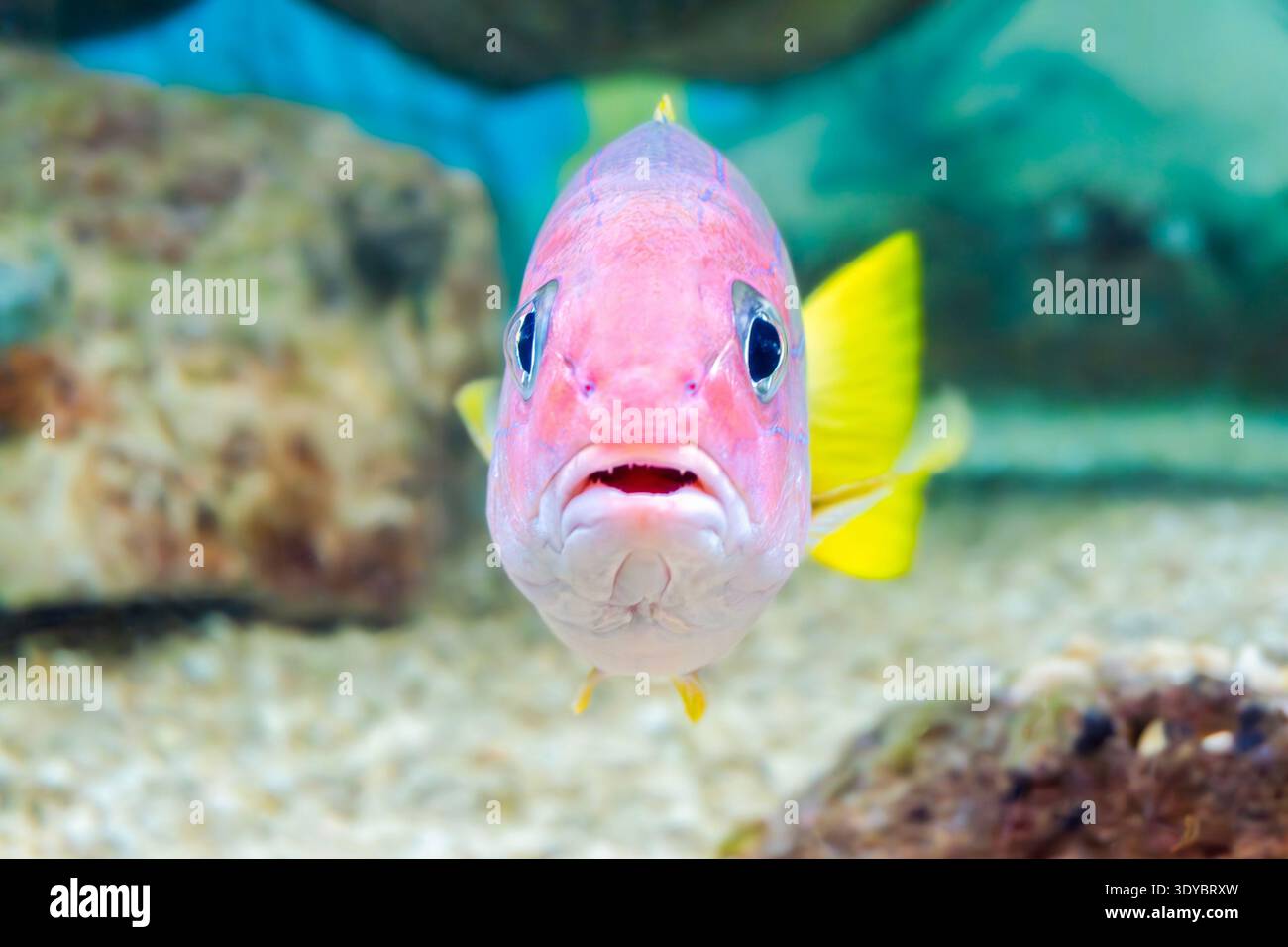 Une vue rapprochée d'un Royal Gramma (Gramma loreto) dans un aquarium, montrant sa coloration violette à jaune vif et sa posture tournée vers l'avant qui donne le Banque D'Images