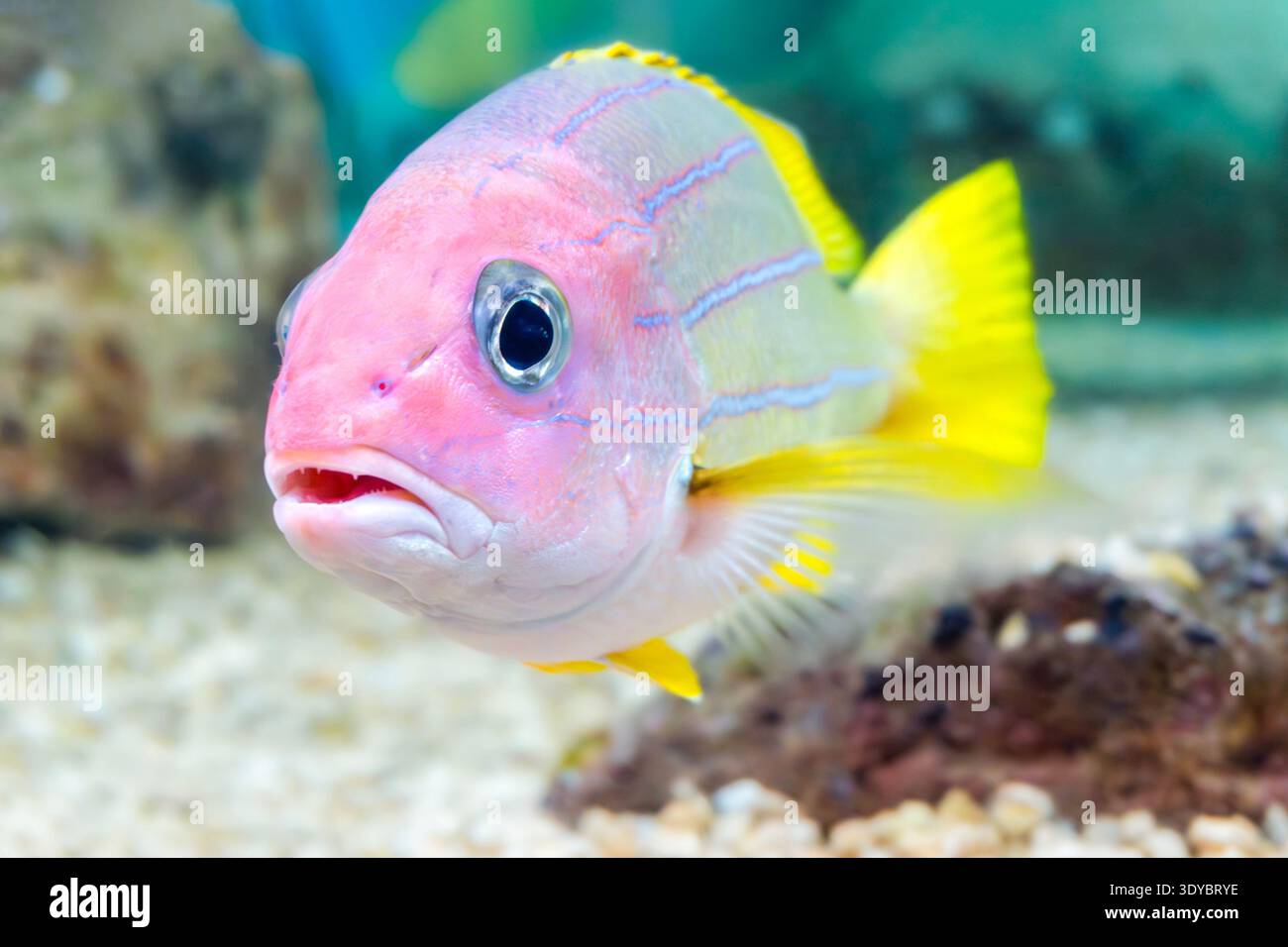 Une vue rapprochée d'une Gramma royale (Gramma loreto) montrant sa coloration violette à jaune, ses motifs rayés et ses caractéristiques de poissons de récif en A. Banque D'Images