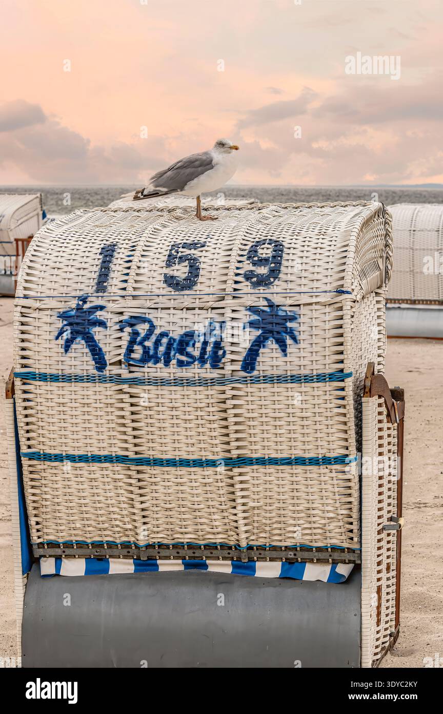 Mouette perchée sur une chaise de plage traditionnelle sur la côte de la mer Baltique au coucher du soleil avec l'herbe des dunes et la plage de sable, dans le nord de l'Allemagne Banque D'Images