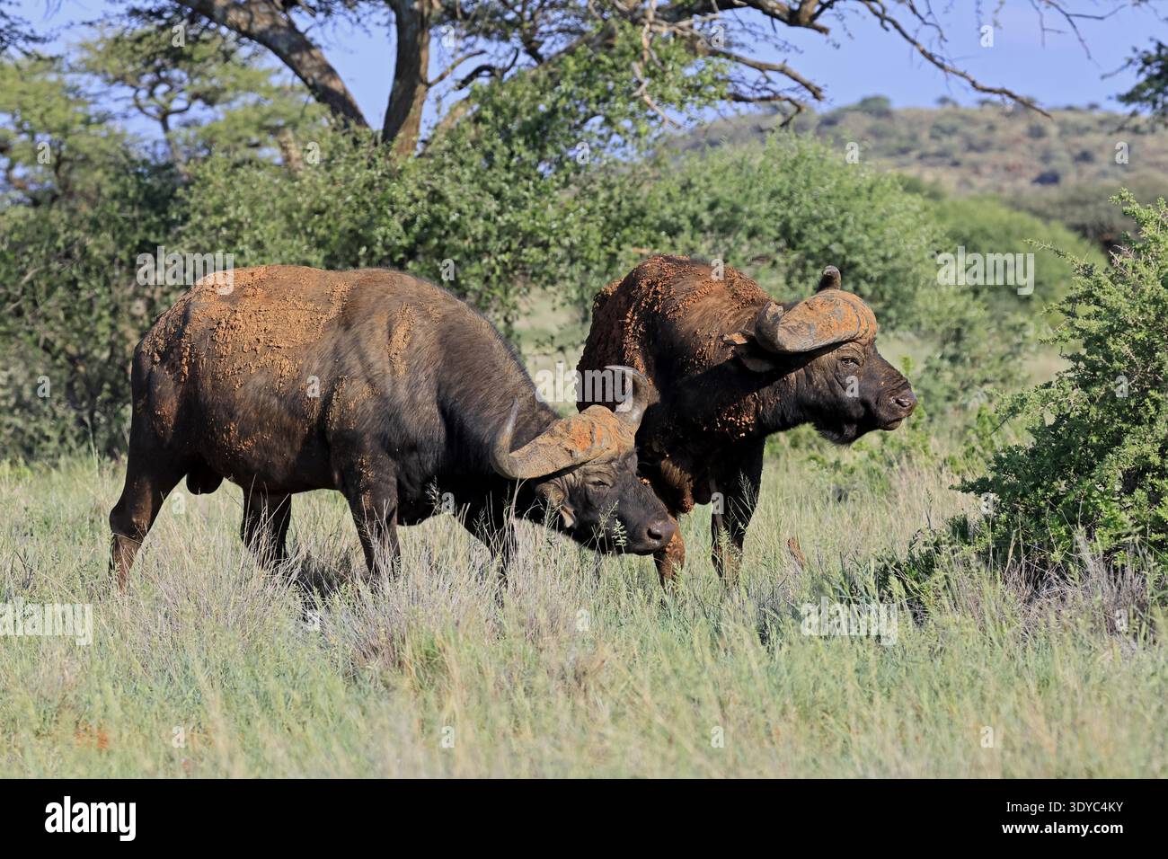 Buffalo du Cap (Syncerus caffer), adulte, comportement social, deux buffles, Parc national de Mokala, Northern Cape, Afrique du Sud Banque D'Images