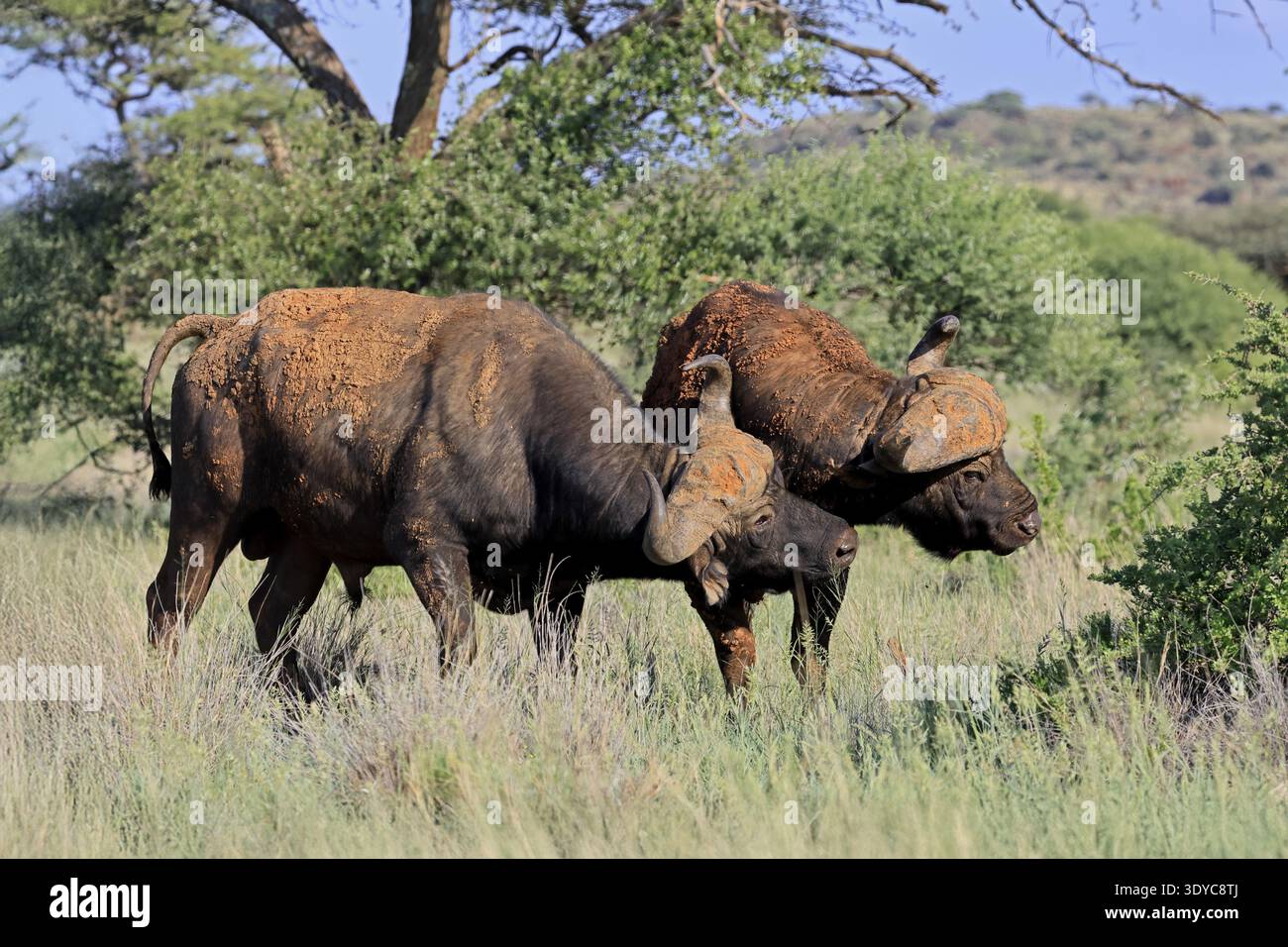 Buffalo du Cap (Syncerus caffer), adulte, comportement social, deux buffles, Parc national de Mokala, Northern Cape, Afrique du Sud Banque D'Images