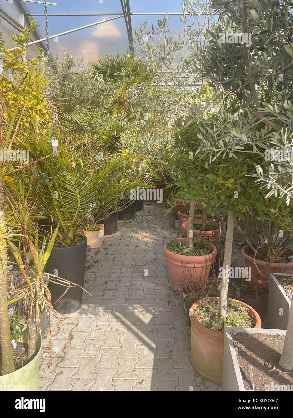 Intérieur d'une serre ensoleillée remplie de plantes tropicales et méditerranéennes en pot : oliviers, palmiers, agrumes et verdure luxuriante. Banque D'Images