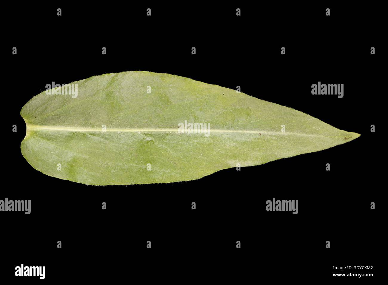 Croix de Malte (Silene chalcedonica). Feuille isolée en gros plan Banque D'Images