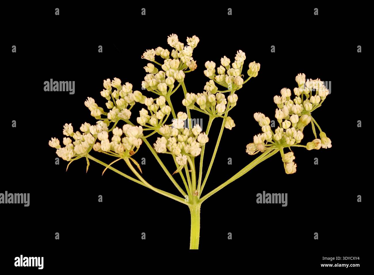 Anis (Pimpinella anisum). Umbel gros plan Banque D'Images