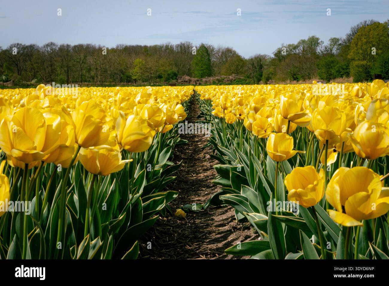 Champ de tulipes jaune Banque D'Images