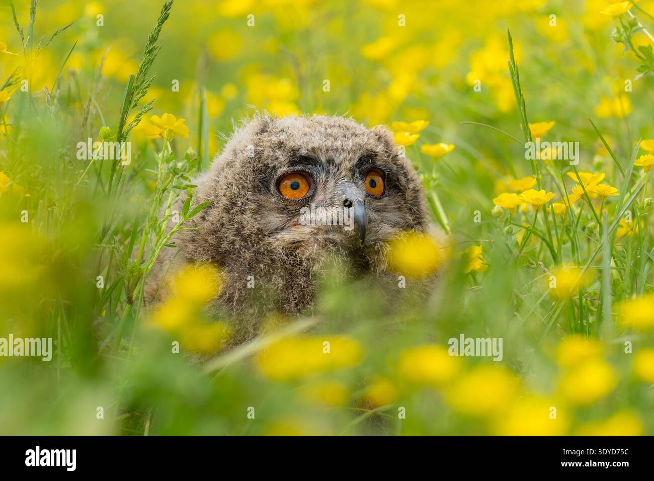 Hibou aigle eurasien assis dans une prairie de papillon au printemps Banque D'Images