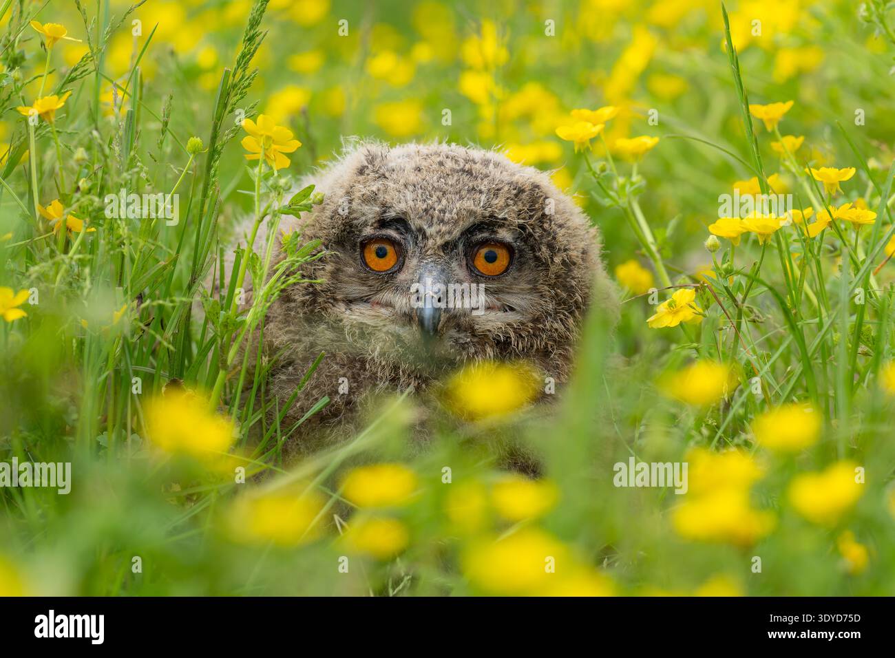 Hibou aigle eurasien assis dans une prairie de papillon au printemps Banque D'Images