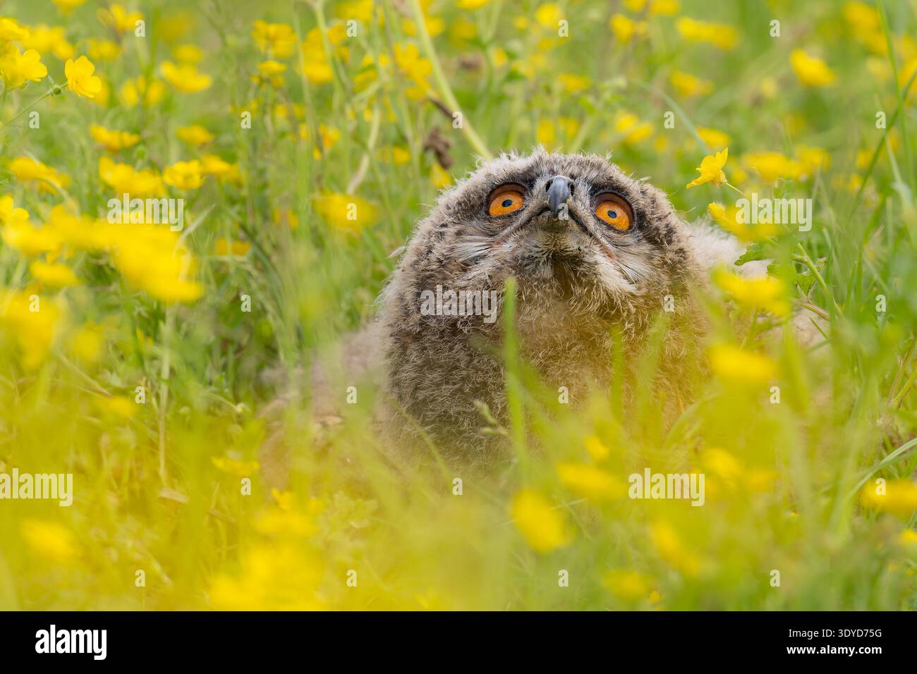 Hibou aigle eurasien regardant vers le haut assis dans une prairie de papillon au printemps Banque D'Images