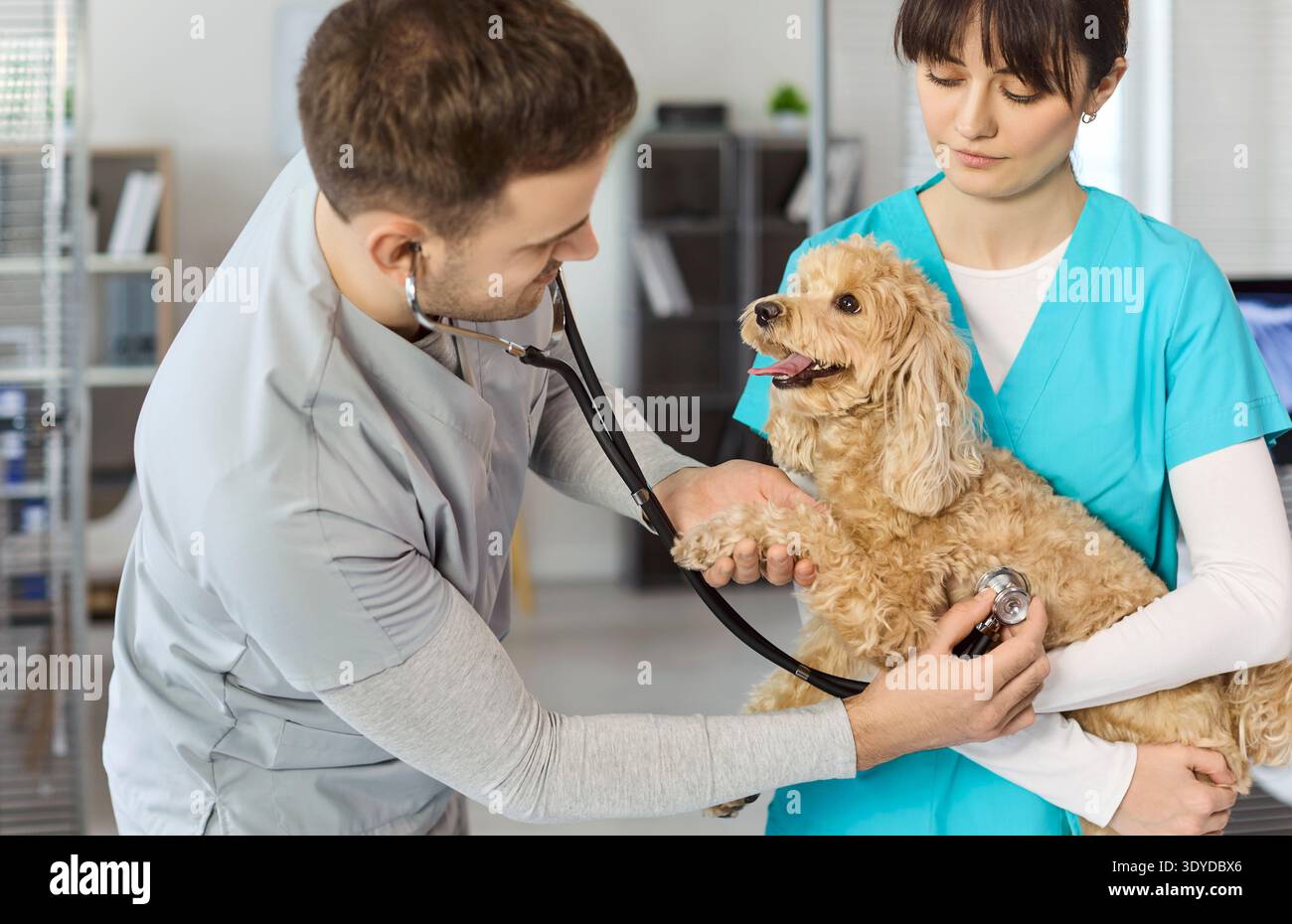 Vétérinaire et infirmière examinant le mélange de petits caniches heureux avec stéthoscope en clinique Banque D'Images